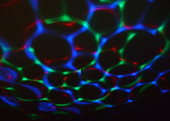 Kaleidoscope Rotating Disco Ball - Sensory Toys